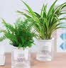 行湘水培绿植盆栽桌面花卉盆景 金边吊兰+波斯蕨（早安盆）源头直发 实拍图