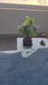 发财树盆栽大植物室内办公室桌面客厅小盆景招财树苗绿植花卉盆栽 三杆发财树 5-8cm【随机紫砂盆】 【送肥料】 实拍图