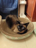 疯狂的主人猫抓板窝碗形大号猫抓盆不掉屑猫窝宠物猫玩具瓦楞纸猫爪板 实拍图
