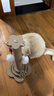 HELLOJOY猫抓柱剑麻猫抓板猫玩具耐抓耐磨不掉屑猫爬架立式自嗨解闷用品 实拍图