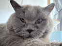 麦富迪猫罐头 barf霸弗主食猫罐头猫咪零食湿粮成猫呵护泌尿100g*12罐 实拍图