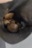三只松鼠板栗仁40g*11袋无壳即食软糯香甜优质甘栗仁休闲零食坚果炒货 实拍图