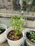 芍药花苗重瓣带芽大苗鲜花四季开花卉阳台庭院牡丹花盆栽植物 混色中块带8-12个芽苞发货+肥料 晒单实拍图