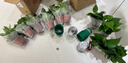 京东绿植绿萝盆栽除甲醛花卉绿植办公室新房净化空气 120款10盆源头直发 实拍图