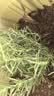 花翁迷迭香盆栽植物用西餐牛排室外阳台 迷迭香小盆+加仑盆源头直发 实拍图