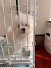 贝初众狗窝垫子四季通用小中大型犬狗狗宠物睡垫狗床春夏季猫狗窝防水 卡其色-50*40cm【建议10斤内】 防水|不粘毛 柔软不塌陷 实拍图