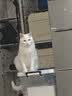 艾尔猫粮  深海鱼配方 成猫 幼猫 通用全价猫粮 10kg20斤 实拍图