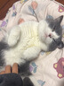 LEGENDSANDY蓝氏猎鸟乳鸽生骨肉冻干猫粮 全价成猫幼猫猫粮 盒装4.5kg 实拍图