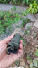悠梵萌多功能工兵铲子迷你便携小型手铲斧挖土野外工具车载防身钓鱼户外 实拍图