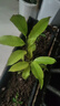 护花侬四季浓香开花白兰花苗盆栽室内阳台观花植物黄角兰绿植大树苗玉兰 白兰4年苗30-40高 不含盆 实拍图