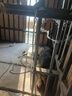 万牵304不锈钢狗链子大型犬中型犬小型犬铁链项圈狗绳防咬斗牛栓狗链 晒单实拍图