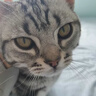 腆宠宠物航空箱小号 猫咪航空箱猫狗 猫包猫笼外出车载猫箱狗狗托运 实拍图