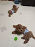 皇家狗粮幼犬奶糕幼犬狗粮宠物小型犬MIS30全价犬粮 ≤2月1KG 实拍图