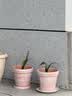 爱丽思（IRIS）花盆树脂北欧简约塑料圆型浮雕大口径种植盆阳台园艺批发多肉花盆 10号 浅米色（口径30cm） 1个花盆 实拍图