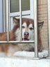 宝路狗粮 成犬狗粮中大型犬牛肉味15斤金毛哈士奇全价粮7.5kg 实拍图