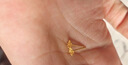 周六福足金999朱槿花黄金耳钉耳饰520礼物计价A0910969 约0.82g 一对 实拍图