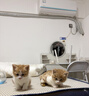 普安特宠物猫咪驱虫药驱虫体内体外驱幼成虫跳蚤犬虱非泼罗尼爱滴克套装 实拍图