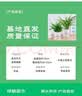 行湘水培绿植盆栽桌面花卉盆景 金边吊兰+波斯蕨（早安盆）源头直发 实拍图