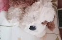 名创优品（MINISO）趴姿小号软趴趴小狗毛绒玩具玩偶公仔抱枕生日儿童节礼物女 棕色 实拍图