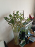 花翁富贵竹水培绿植招财转运室内客厅水养花卉盆栽植物文昌竹源头直发 实拍图