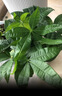 花翁大盆三杆发财树绿植盆栽招财植物办公室内开业盆景金钱树源头直发 实拍图