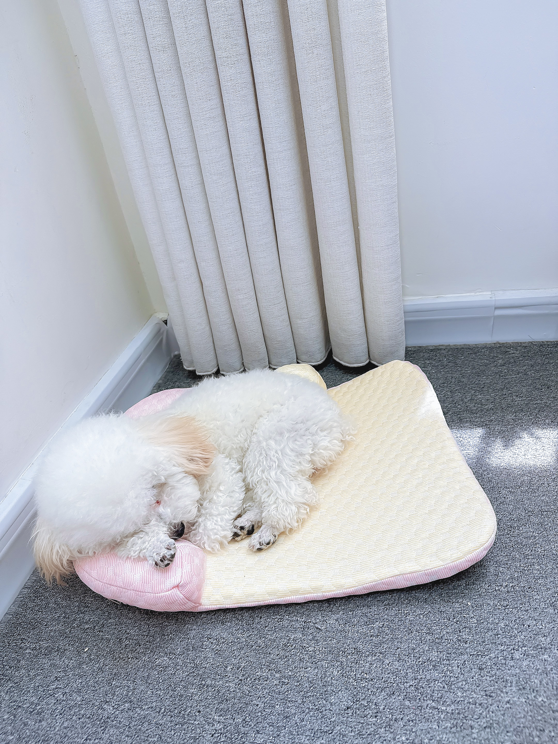 BNBNO夏天猫狗窝小型犬比熊泰迪夏凉窝冰丝凉席垫四季通用降温宠物睡床 实拍图