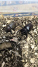 现货独角仙成虫活体甲虫易饲养新手宠物5-8cm公虫母虫活体包活丶 【独角仙成虫】4-5厘米公虫 晒单实拍图