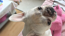 麦富迪狗粮 藻趣儿狗粮成犬粮牛肉螺旋藻 均衡营养15kg/30斤 实拍图