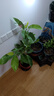 护花侬四季浓香开花白兰花苗盆栽室内阳台观花植物黄角兰绿植大树苗玉兰 白兰80-1m高 不含盆 实拍图