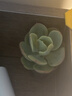 【亏本冲量】多肉植物盆栽新手套餐迷你绿植 鸡蛋碧桃1棵(不带盆和土） 实拍图
