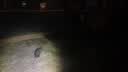 威尔逊馋嘴 流浪猫粮成猫幼猫粮专为流浪猫定制的猫粮 冻干绒包裹颗粒款20斤 实拍图