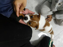 GERTHRON德国品牌狗狗磨牙棒宠物零食耐咬幼犬小型犬泰迪狗狗洁齿骨除口臭 磨牙棒+牛肉条【营养美味】 营养美味 训犬必备 磨牙健齿 耐啃耐咬 清新口气 实拍图