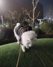 伯纳天纯小型成犬粮泰迪比熊博美天然粮樱桃味狗粮10kg/20斤 实拍图