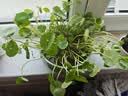 京云梦铜钱草水培盆栽金钱草室内外绿植花草青色陶瓷源头直发 实拍图