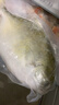 翔泰海南深海金鲳鱼2.4斤/3-4条净重BAP认证生鲜鱼类 海鲜水产 实拍图