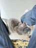 亿迪 冻干猫粮幼猫成猫全阶段布偶蓝猫布偶小包装5斤装 实拍图