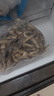 十月稻田 鹿茸菇 150g 高蛋白 脆嫩提鲜 山珍菌菇干货 炒菜煲汤火锅食材 实拍图