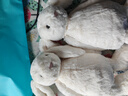 Jellycat害羞乳白色邦尼兔动物毛绒玩偶安抚玩偶娃娃送礼520礼物 害羞乳白色邦尼兔礼盒装 Medium 实拍图