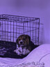 腆宠狗笼猫笼 狗笼子中小型犬带厕所幼犬狗窝猫笼子大号家用围栏兔笼 实拍图