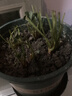 【亏本冲量】奶油草莓苗盆栽带盆带土桃熏食用红颜四季结果 奶油草莓3棵 实拍图