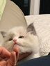 华元宠具（hoopet）猫窝四季通用猫咪床狗狗窝秋冬季保暖宠物沙发睡觉用可拆洗睡垫子 实拍图