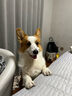 皇家幼犬狗粮  中型犬 MEJ32  2-12月 4KG*4 实拍图