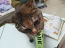 多特思猫零食小轻松猫草猫条50支0肉粉0诱食剂排毛化毛成幼猫条软罐头 实拍图