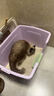 福丸混合猫砂除臭香味 豆腐木薯膨润土约4:3:3 雨落栀子2.5kg*4 实拍图