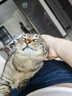 京东京造 浓汤红肉猫罐头金枪鱼混合味85克*24罐 猫零食湿粮补水鱼肉罐 实拍图