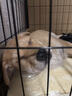腆宠狗笼狗窝狗笼子大型犬中小型犬带厕所加粗方管家用宠物笼子围栏 实拍图