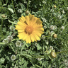 咸亨牌花雕黄酒冬藏十年陈酿绍兴特产黄酒5L大坛装送礼特型纯粮糯米老酒 晒单实拍图