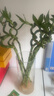 花翁富贵竹水培绿植招财转运室内客厅水养花卉盆栽植物文昌竹源头直发 实拍图