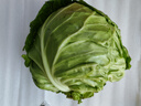 山东新鲜甘蓝包菜卷心菜圆白菜新鲜嫩绿莲花白现摘现发早餐减脂 新鲜包菜 4.6斤净重 人工挑拣 实拍图