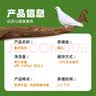 BOZAIJIA林间放养乳鸽 净重3.6斤 共6只 新鲜土鸽子肉散养鸽煲汤 源头直发 实拍图